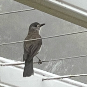 Colluricincla harmonica at Majors Creek, NSW - suppressed