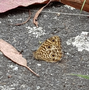 Geitoneura acantha at Paddys River, ACT - 20 Jan 2022