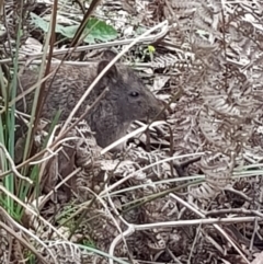 Potorous tridactylus (Long-nosed Potoroo) at Paddys River, ACT - 20 Jan 2022 by MatthewFrawley