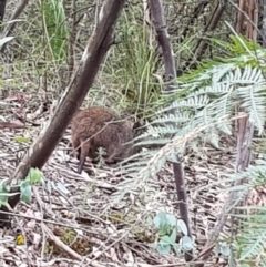 Potorous tridactylus at Paddys River, ACT - 20 Jan 2022