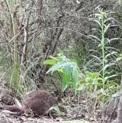 Potorous tridactylus at Paddys River, ACT - 20 Jan 2022