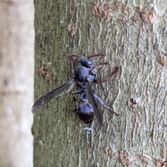 Ropalidia plebeiana (Small brown paper wasp) at Wodonga Regional Park - 20 Jan 2022 by ChrisAllen