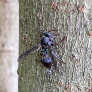 Ropalidia plebeiana at Gateway Island, VIC - 21 Jan 2022 07:49 AM