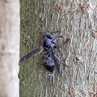 Ropalidia plebeiana (Small brown paper wasp) at Gateway Island, VIC - 21 Jan 2022 by ChrisAllen