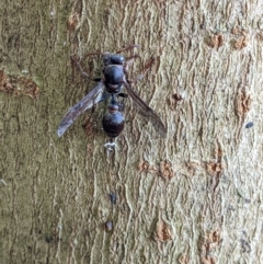 Ropalidia plebeiana at Gateway Island, VIC - 21 Jan 2022 07:49 AM