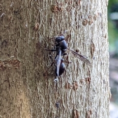 Ropalidia plebeiana at Gateway Island, VIC - 21 Jan 2022 07:49 AM