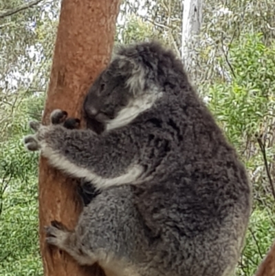 Phascolarctos cinereus (Koala) at Paddys River, ACT - 20 Jan 2022 by MatthewFrawley