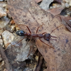 Myrmecia sp. (genus) (Bull ant or Jack Jumper) at Tidbinbilla Nature Reserve - 20 Jan 2022 by MatthewFrawley