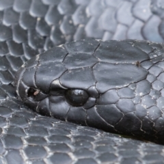 Pseudechis porphyriacus (Red-bellied Black Snake) at Paddys River, ACT - 21 Jan 2022 by rawshorty