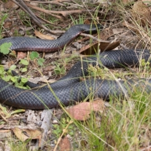 Pseudechis porphyriacus at Paddys River, ACT - 21 Jan 2022