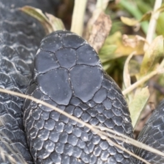 Pseudechis porphyriacus at Paddys River, ACT - 21 Jan 2022