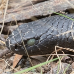 Pseudechis porphyriacus at Paddys River, ACT - 21 Jan 2022