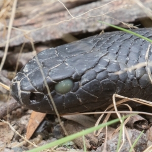 Pseudechis porphyriacus at Paddys River, ACT - 21 Jan 2022