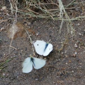 Pieris rapae at Booth, ACT - 21 Jan 2022