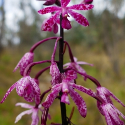 Dipodium punctatum (Blotched Hyacinth Orchid) at Booth, ACT - 21 Jan 2022 by MB