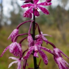 Dipodium punctatum (Blotched Hyacinth Orchid) at Booth, ACT - 20 Jan 2022 by MB