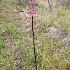 Dipodium punctatum at Booth, ACT - 21 Jan 2022