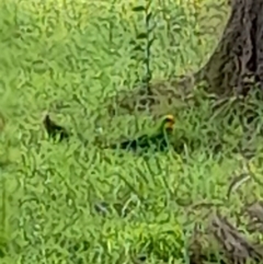 Polytelis swainsonii (Superb Parrot) at Kambah, ACT - 21 Jan 2022 by MB