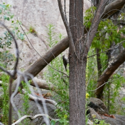 Cormobates leucophaea (White-throated Treecreeper) at Booth, ACT - 21 Jan 2022 by MB