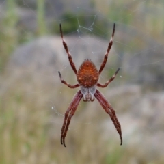 Hortophora transmarina (Garden Orb Weaver) at Booth, ACT - 20 Jan 2022 by MB