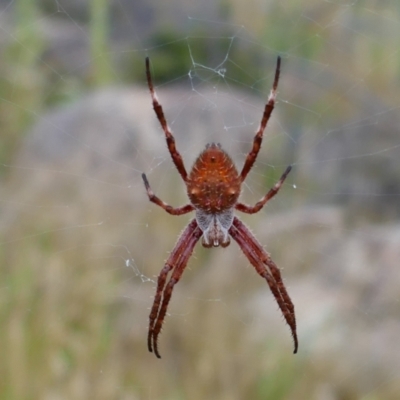 Hortophora transmarina (Garden Orb Weaver) at Booth, ACT - 21 Jan 2022 by MB