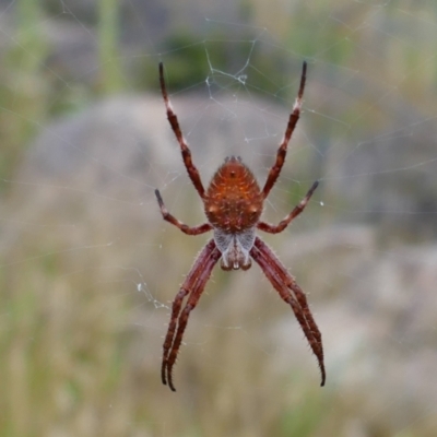 Hortophora transmarina (Garden Orb Weaver) at Booth, ACT - 20 Jan 2022 by MB