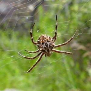 Backobourkia sp. (genus) at Booth, ACT - 21 Jan 2022