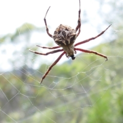 Backobourkia sp. (genus) at Booth, ACT - 21 Jan 2022