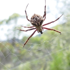 Backobourkia sp. (genus) at Booth, ACT - 21 Jan 2022