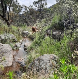 Backobourkia sp. (genus) at Booth, ACT - 21 Jan 2022