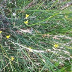 Tricoryne elatior (Yellow Rush Lily) at Hawker, ACT - 21 Jan 2022 by sangio7