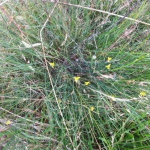 Tricoryne elatior at Hawker, ACT - 21 Jan 2022