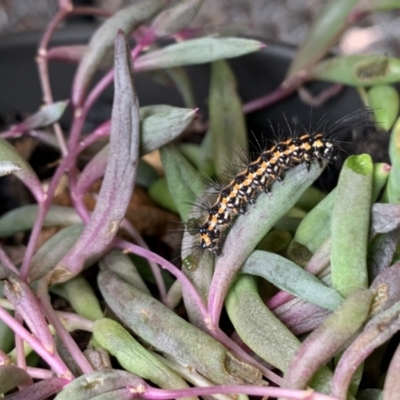 Nyctemera amicus (Senecio Moth, Magpie Moth, Cineraria Moth) at Hackett, ACT - 17 Jan 2022 by Fefifofum