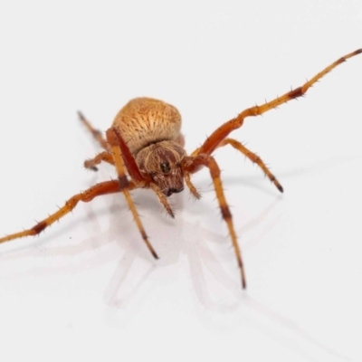 Salsa fuliginata (Sooty Orb-weaver) at Jerrabomberra, NSW - 21 Jan 2022 by MarkT