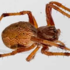 Salsa fuliginata at Jerrabomberra, NSW - suppressed