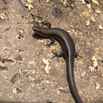 Lampropholis delicata (Delicate Skink) at Belconnen, ACT - 21 Jan 2022 by Dora