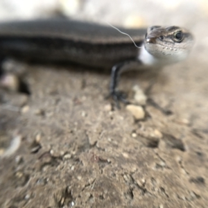 Lampropholis delicata at Belconnen, ACT - 21 Jan 2022 02:53 PM