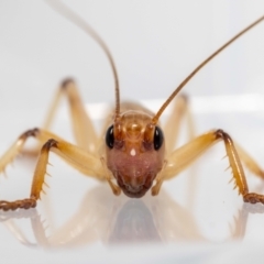 Gryllacrididae (family) (Wood, Raspy or Leaf Rolling Cricket) at Jerrabomberra, NSW - 17 Jan 2022 by MarkT