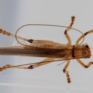 Gryllacrididae (family) at Jerrabomberra, NSW - 17 Jan 2022