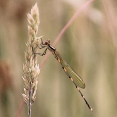 Austrolestes leda (Wandering Ringtail) at QPRC LGA - 11 Jan 2022 by Milobear