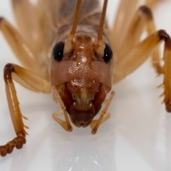 Gryllacrididae (family) (Unidentified Raspy Cricket) at Jerrabomberra, NSW - 16 Jan 2022 by MarkT