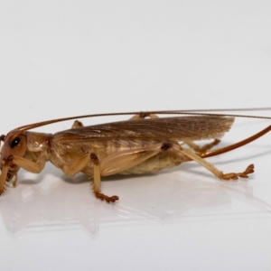 Gryllacrididae (family) at Jerrabomberra, NSW - 16 Jan 2022