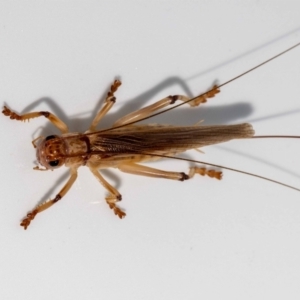 Gryllacrididae (family) at Jerrabomberra, NSW - 16 Jan 2022