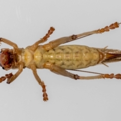 Gryllacrididae (family) at Jerrabomberra, NSW - 16 Jan 2022