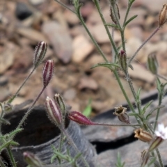 Gypsophila tubulosa (Annual Chalkwort, Chalkwort) at Bolaro, NSW - 29 Dec 2021 by DavidMcKay