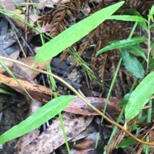 Billardiera mutabilis at Captains Flat, NSW - 15 Jan 2022