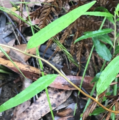 Billardiera mutabilis (Climbing Apple Berry, Apple Berry, Snot Berry, Apple Dumblings, Changeable Flowered Billardiera) at QPRC LGA - 15 Jan 2022 by Tapirlord