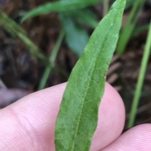 Billardiera mutabilis at Captains Flat, NSW - 15 Jan 2022