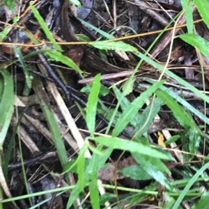 Billardiera mutabilis at Captains Flat, NSW - 15 Jan 2022