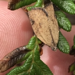 Meritastis ursina at Captains Flat, NSW - 15 Jan 2022 11:06 AM